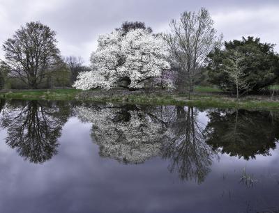 Magnolia Tree Reflections