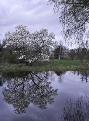 Magnolia Tree Reflection
