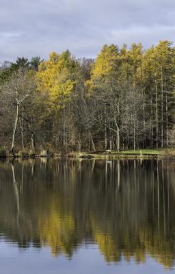 Reflection of Yellow Larch Trees on Lake Marmo 