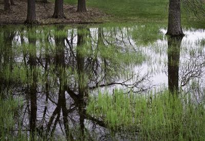 Reflections in a Vernal Pool