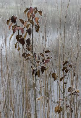 December Frost on Stems and Leaves