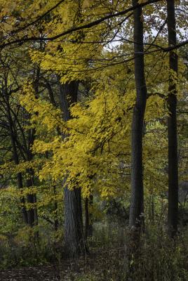 Yellow Maple Foliage