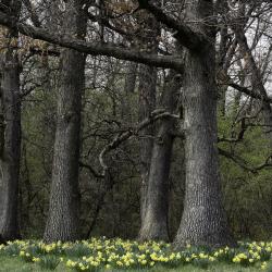 Daffodils and Oak Trees