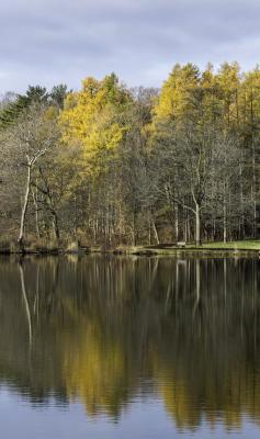 Reflection of Yellow Larch Trees on Lake Marmo