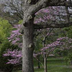 Oak Trunk and Redbud in the Spring