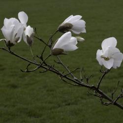  Branch of a Flowering Star Magnolia