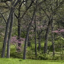 Redbuds and Oak Trees