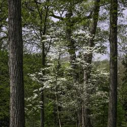 Dogwoods Amid Oak Trees
