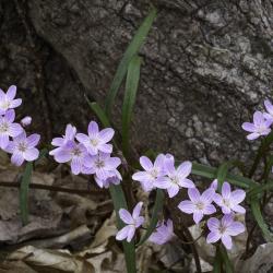 Claytonia virginica L. (spring beauty), flowers