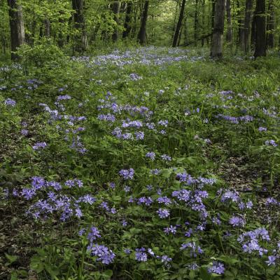 Carpet of Blue Phlox in the Woods