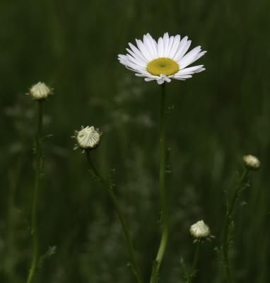 Daisy Flower and Buds