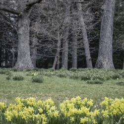 Daffodils and Oaks