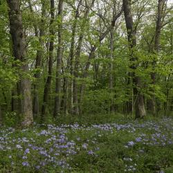 Carpet of Blue Phlox in the Woods