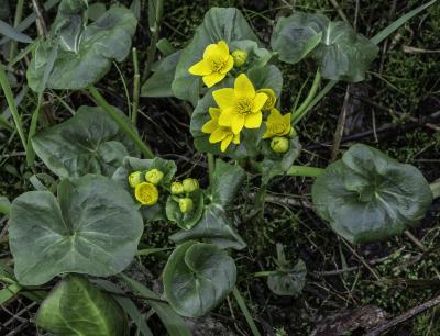 Marsh Marigold, flowers, buds, and leaves