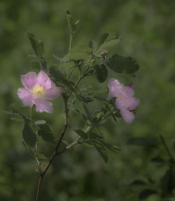 Pasture Rose, Flowers on Stems