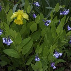 Daffodil and Bluebells