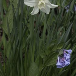 Paperwhite and Bluebell Flowers
