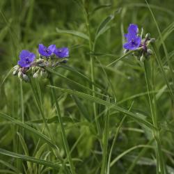  Spiderwort, Flowers and Buds on Stems