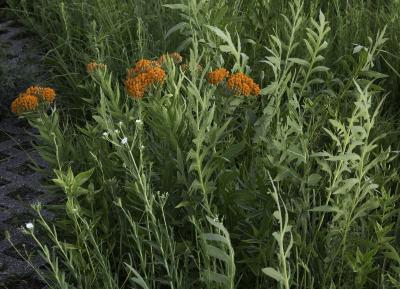 Butterfly Weed and Compass Plant, Habit