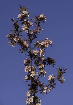 Apple Blossom Against Blue Sky