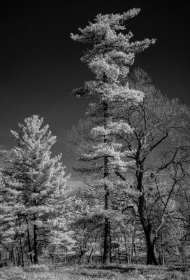 Tall Pine Tree at The Morton Arboretum 