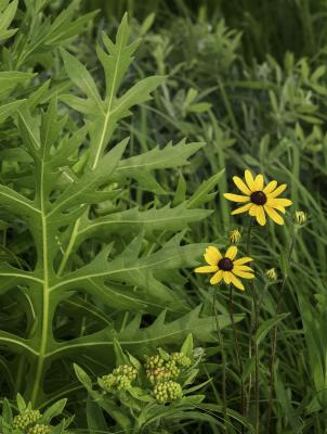 Rudbeckia and Compass Plant, Flowers and Leaves