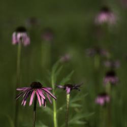Close-up of Coneflowers