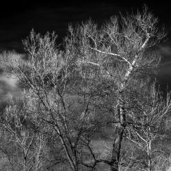 White Poplar Against Dark Sky