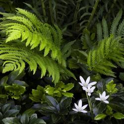 Star of Bethlehem Flowers and Fern Fronds