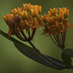 Close-up of Butterfly Weed