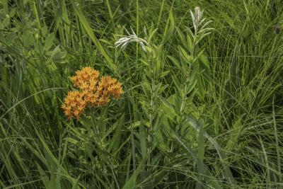 Butterfly Weed, Flowers