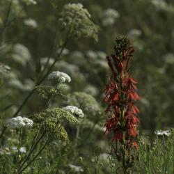 Queen Anne's Lace and Cardinal Flower