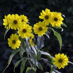 Sunflowers, Flowers 