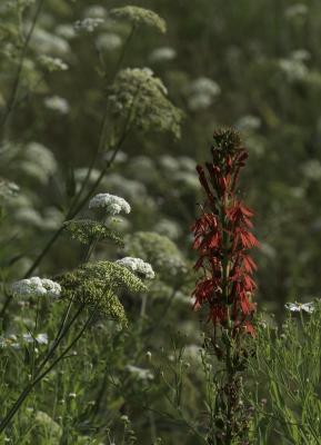 Queen Anne's Lace and Cardinal Flower