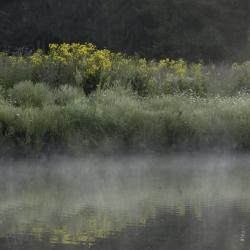Morning Fog on Sunfish Pond