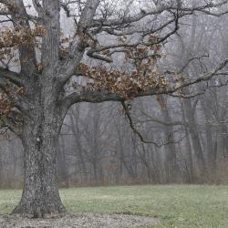 Oak Tree Trunk and Branches 