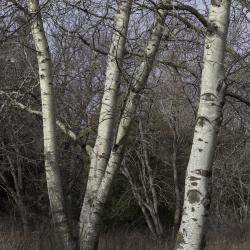White Poplars, Trunks and Branches