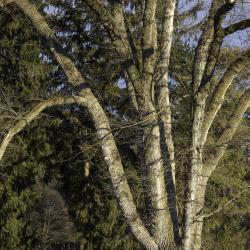 Elm Tree in Winter