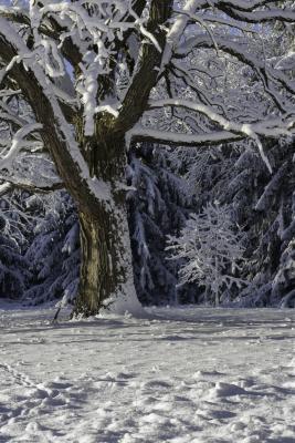 Giant Oak Tree under Fresh Snow