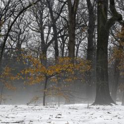 Ground Fog and Snow