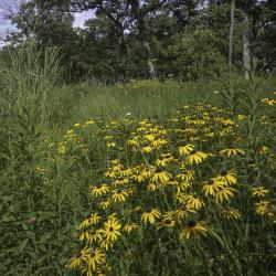 Sunflower Variety, Habitat 