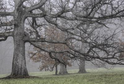 Oak Tree Branches 