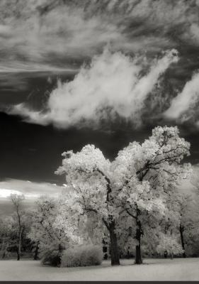 Oak Trees Below Cloudy Sky