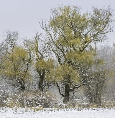 Willow Trees in Snow and Fog