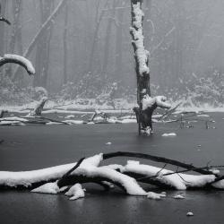 Dead Trees in a Frozen Pond