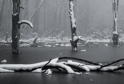 Dead Trees in a Frozen Pond