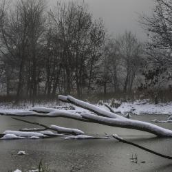 Dead Trees in Frozen Pond