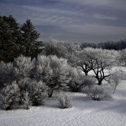 Snowy Winter Scene on The Morton Arboretum's East Side