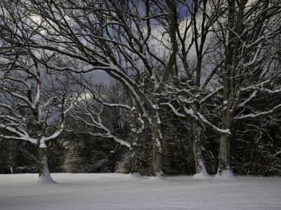 Big Oaks in Fresh Snow