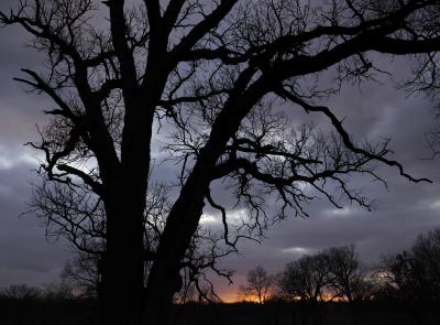 Oak Tree Silhouette in front of Sunset